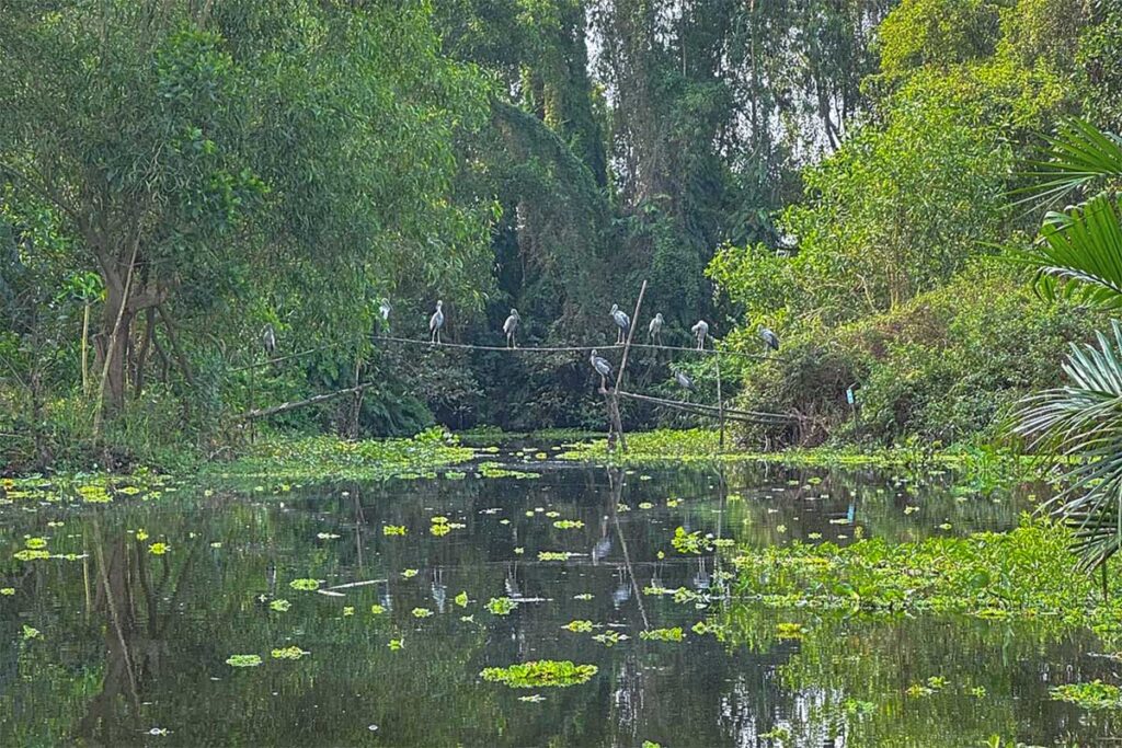 Group of Asian openbill storks resting on bamboo poles over a canal inside Lung Ngoc Hoang.