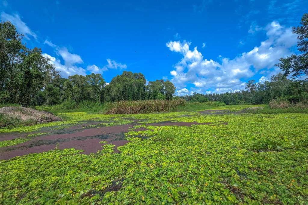 Emerald wetland landscape covered with water lettuce and duckweed under a bright blue sky at Lung Ngoc Hoang Nature Reserve.