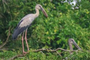 Asian openbill storks perched on tree branches at Lung Ngoc Hoang Nature Reserve, one of the best birdwatching spots in Hau Giang.