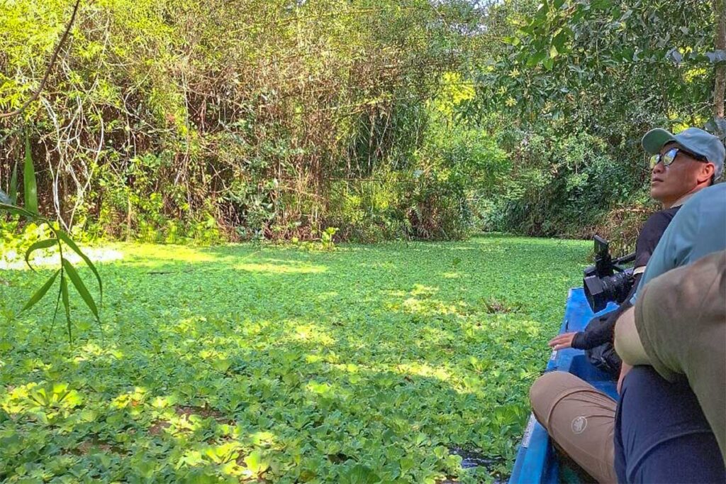 Tourists on a boat ride through the green canals of Lung Ngoc Hoang Nature Reserve, surrounded by floating duckweed and dense wetland vegetation.