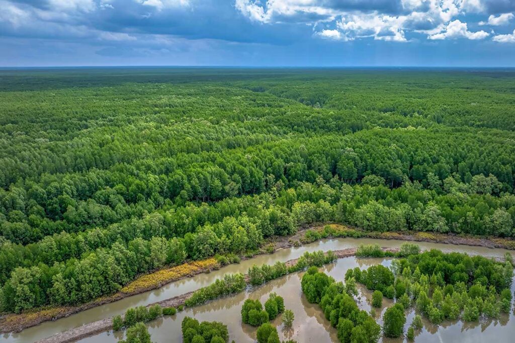 Aerial view of the mangrove forest of Mui Ca Mau National Park
