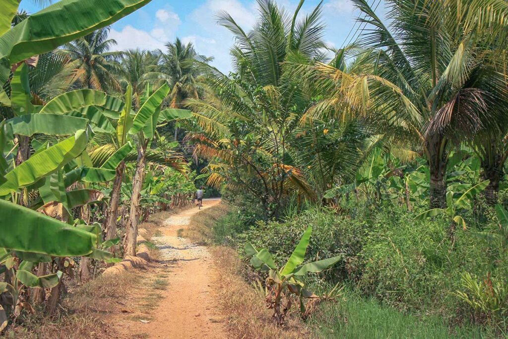 Shady dirt path lined with banana and coconut trees on Phoenix Island, Mekong Delta, Vietnam.