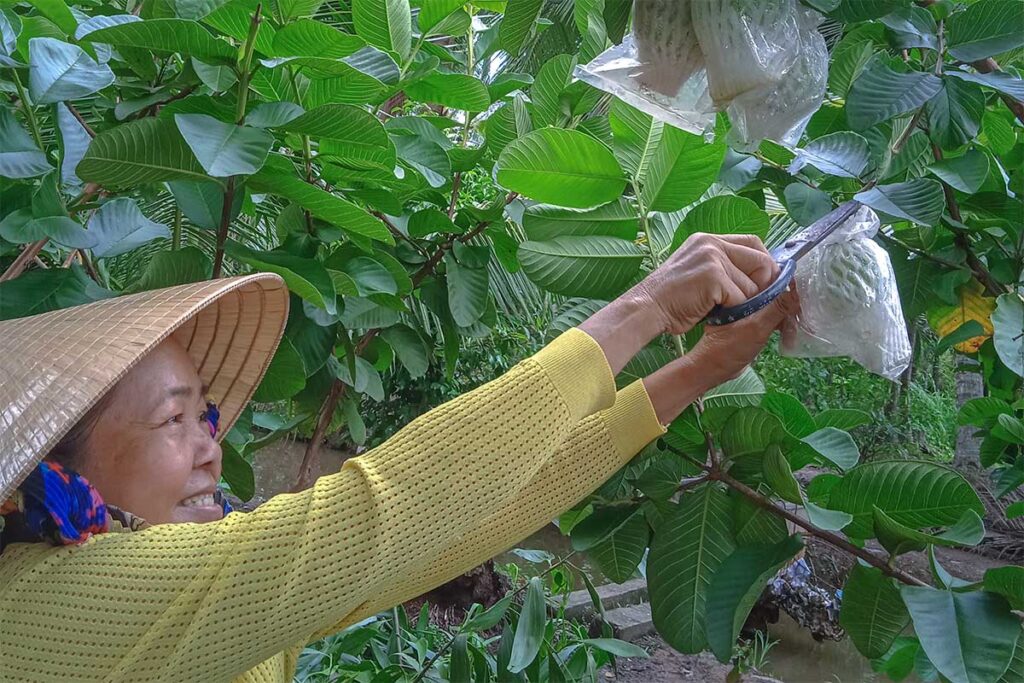 Local woman harvesting guava in a fruit orchard on Phoenix Island, Ben Tre Province.