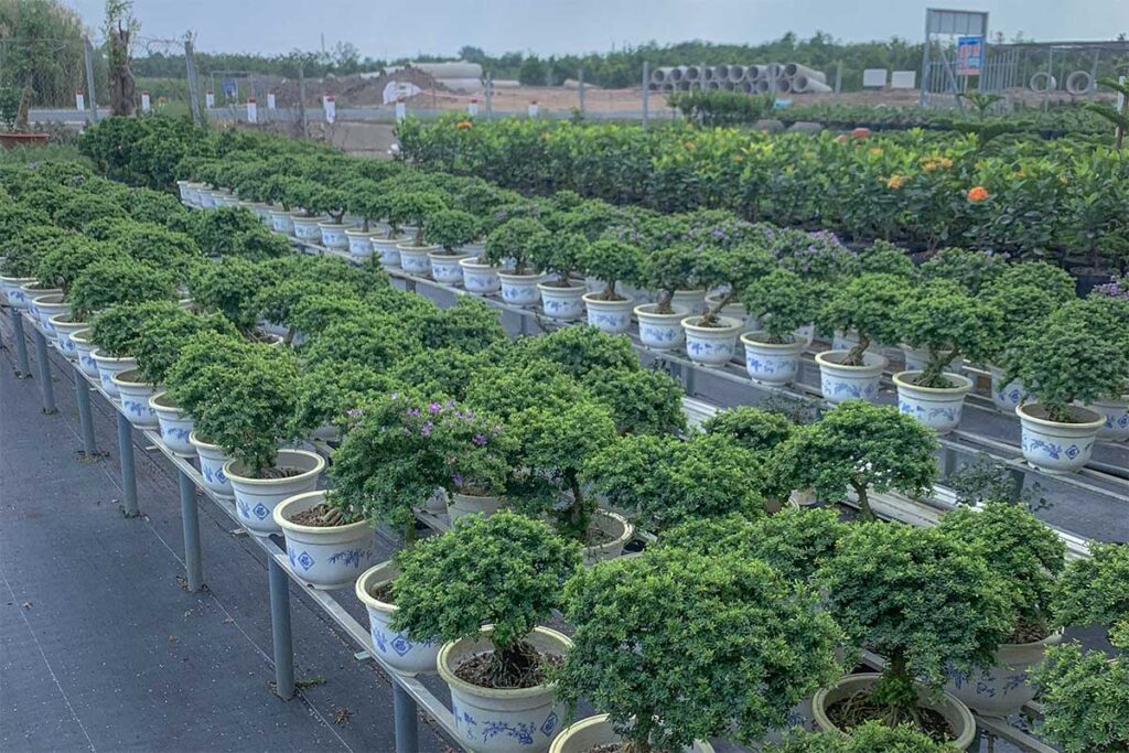 A large garden center growing and selling bonsai trees