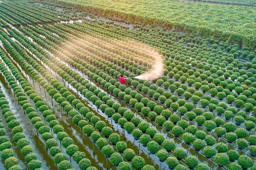 Farmer watering rows of chrysanthemums in flooded flower beds at Sa Dec Flower Village, Mekong Delta