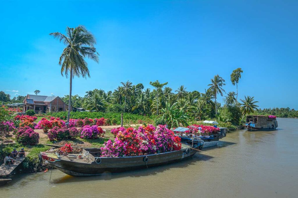 Boat loaded with colorful bougainvillea flowers on the river at Sa Dec Flower Village, Dong Thap, Vietnam