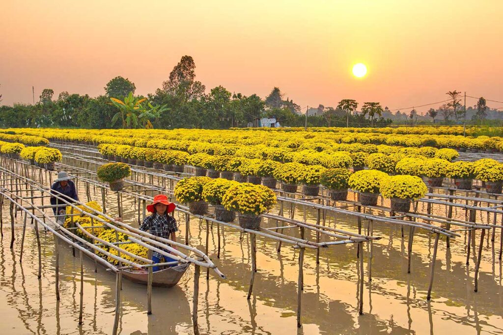 Sunset over chrysanthemum fields with farmers paddling boats in Sa Dec Flower Village, Vietnam