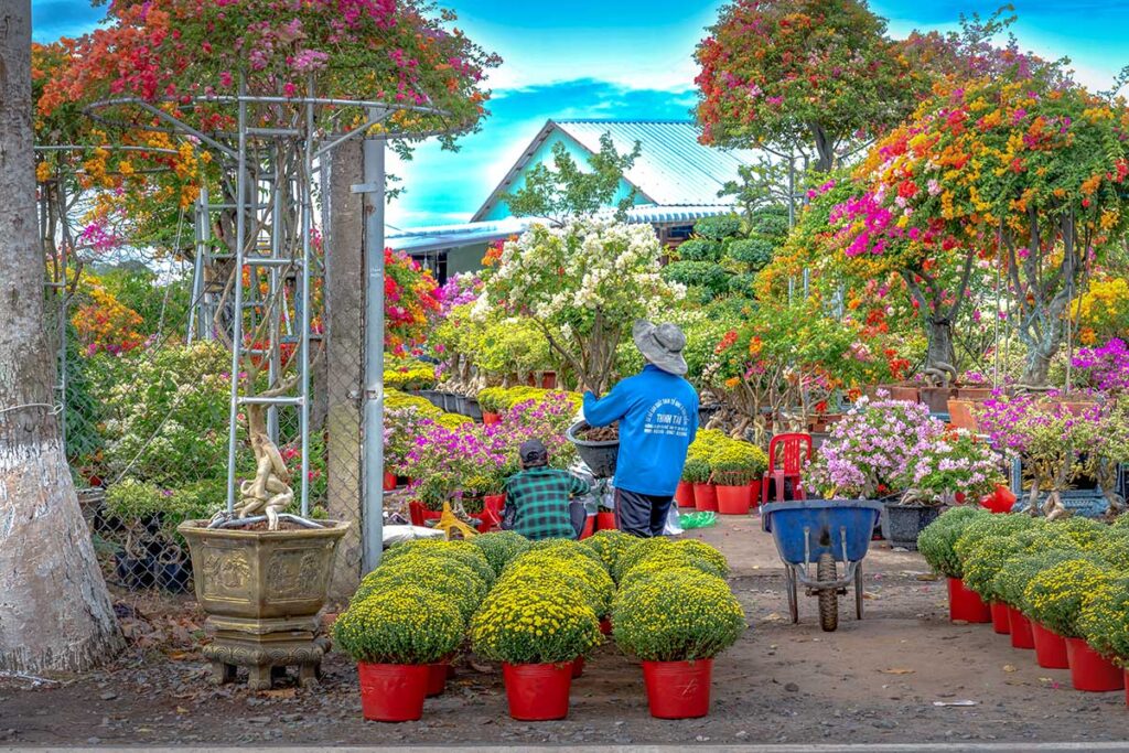 Flower traders arranging potted plants and bonsai trees in Sa Dec Flower Village market area