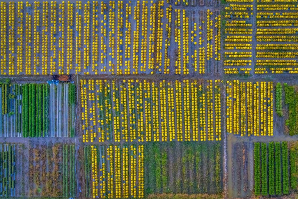 Top view of golden chrysanthemum fields in Sa Dec Flower Village before Tet Lunar New Year