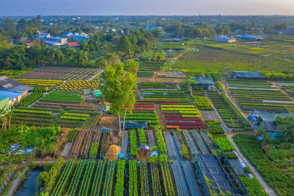 Aerial view of Sa Dec Flower Village with rows of flower nurseries stretching across the Mekong Delta countryside