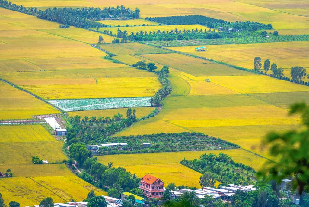 View of golden rice fields seen from Sam Mountain in An Giang Province, Mekong Delta, Vietnam.