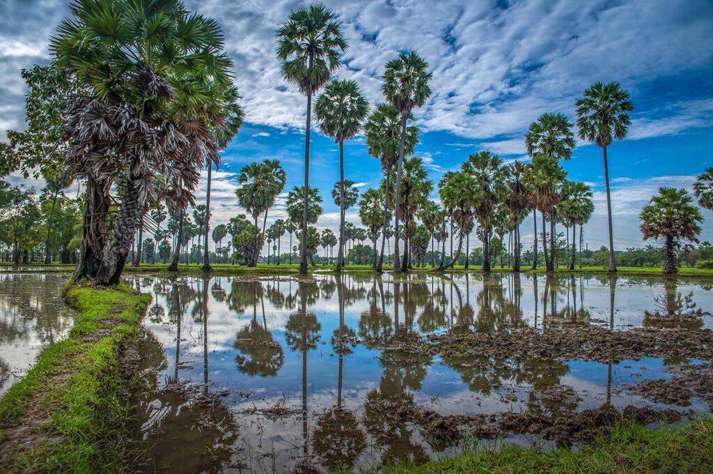 Tall sugar palm trees reflecting in the water in the rice fields of Ta Pa - An Giang, Mekong Delta