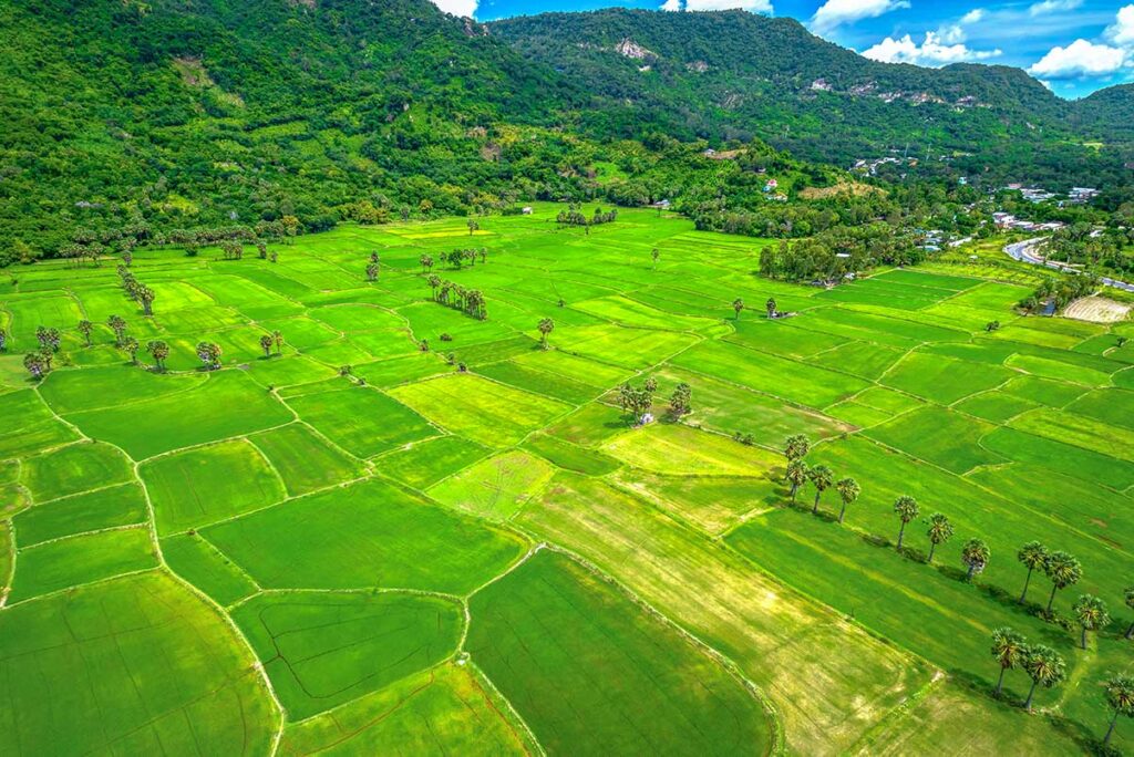 Green rice fields of Ta Pa