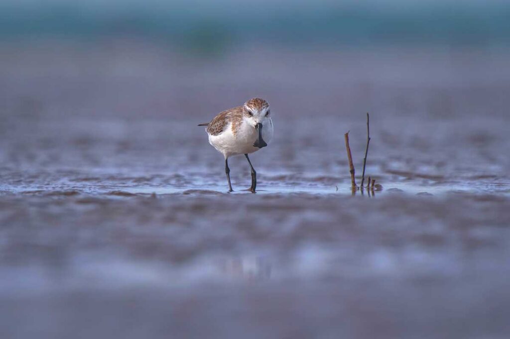 Rare spoon-billed sandpiper feeding on the tidal flats of Tan Thanh Beach Tien Giang, Vietnam. Jetty at sunset