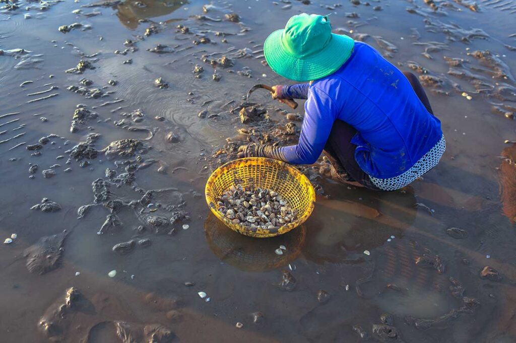 Woman raking clams on the muddy flats of Tan Thanh Beach Tien Giang with a basket full of fresh shellfish.