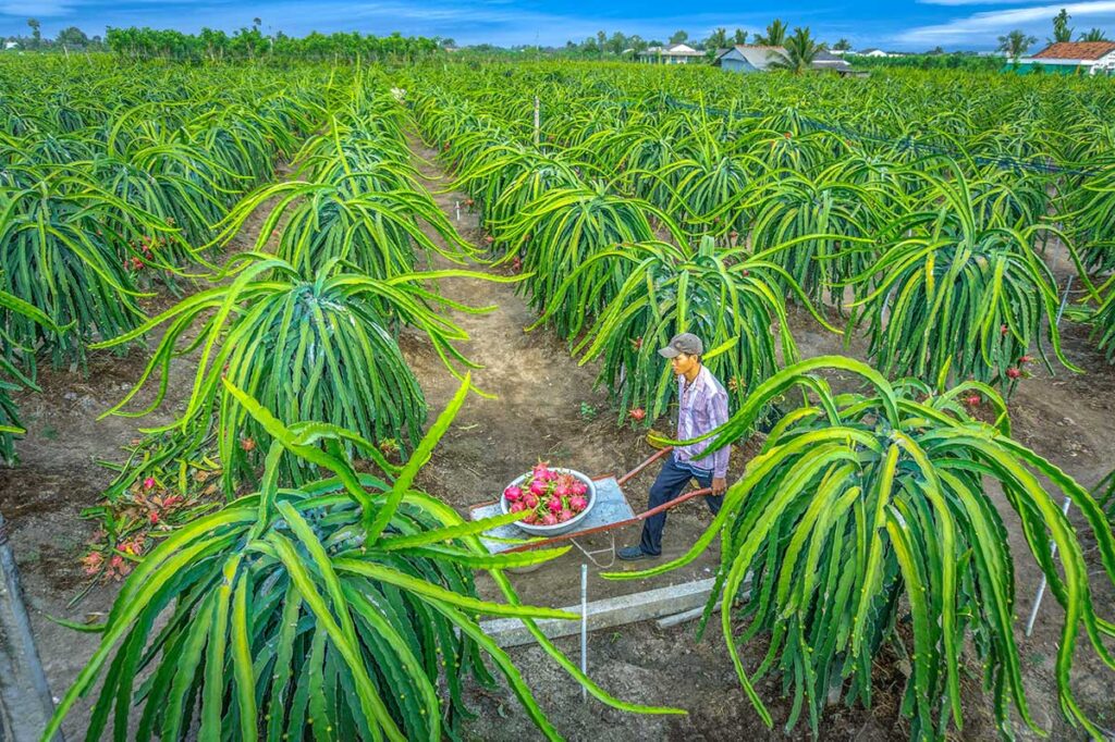 armer collecting ripe dragon fruits in a Tien Giang plantation, a major agricultural export of the Mekong Delta.