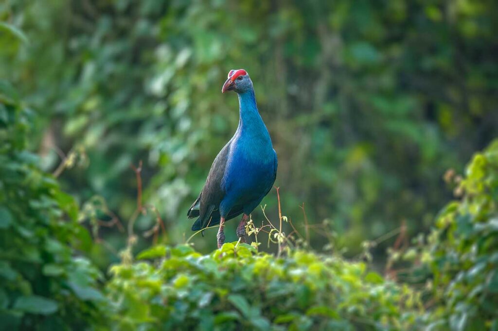 Purple swamphen bird with striking blue plumage spotted in Tra Su Bird Sanctuary, An Giang.