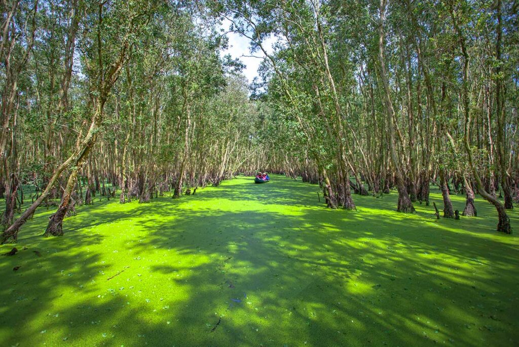 Scenic flooded forest in Tra Su with a thick carpet of bright green duckweed beneath dense cajuput trees.