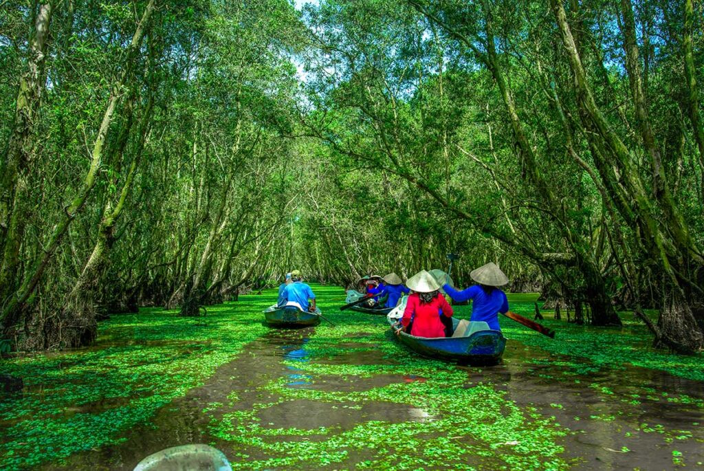Tourists on sampan boats gliding through green duckweed canals under tall cajuput trees in Tra Su Bird Sanctuary, Mekong Delta.