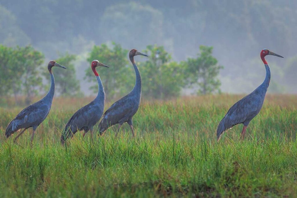 Group of Sarus cranes walking in the grasslands of Tram Chim National Park