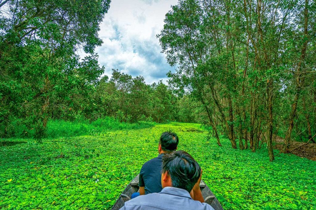 Canoe ride through green water plants and Melaleuca trees in Tram Chim wetlands