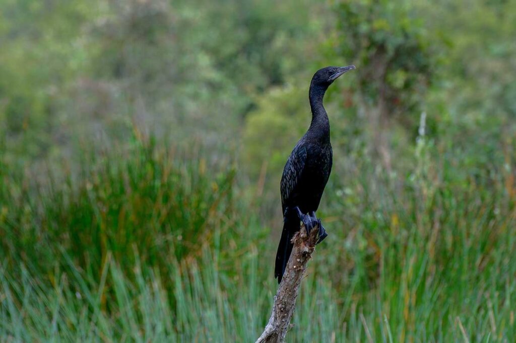 Black cormorant perched on a branch in the wetlands of Tram Chim National Park