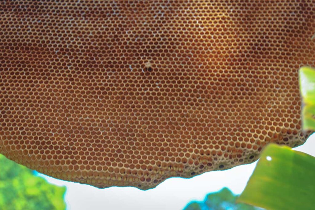 A honey bee hive hanging on a tree inside U Minh Ha National Park