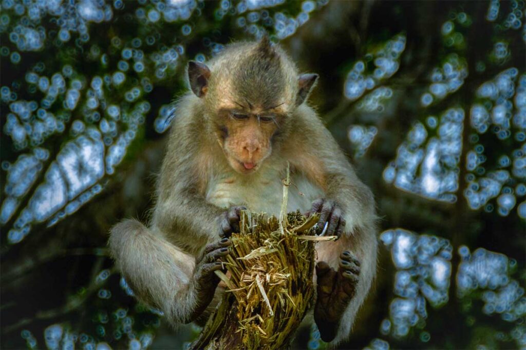 A monkey sitting on a broken brunch inside U Minh Ha National Park