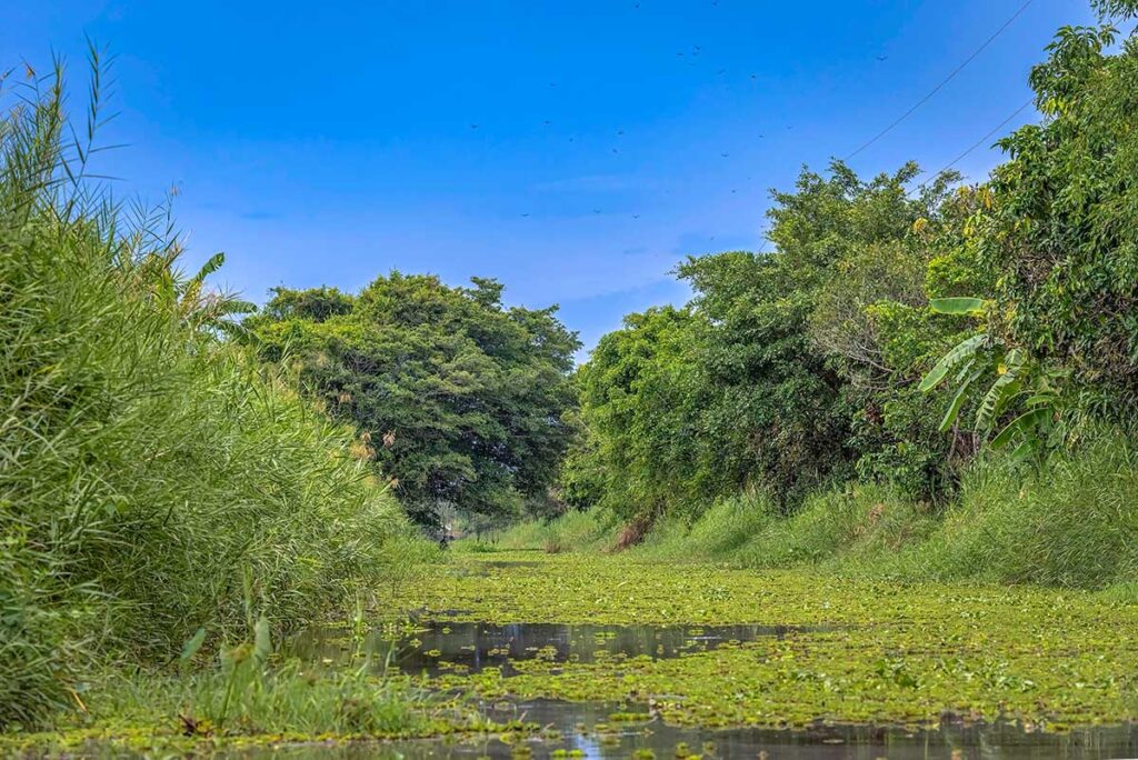 A wetland stream and forest part of U Minh Ha National Park