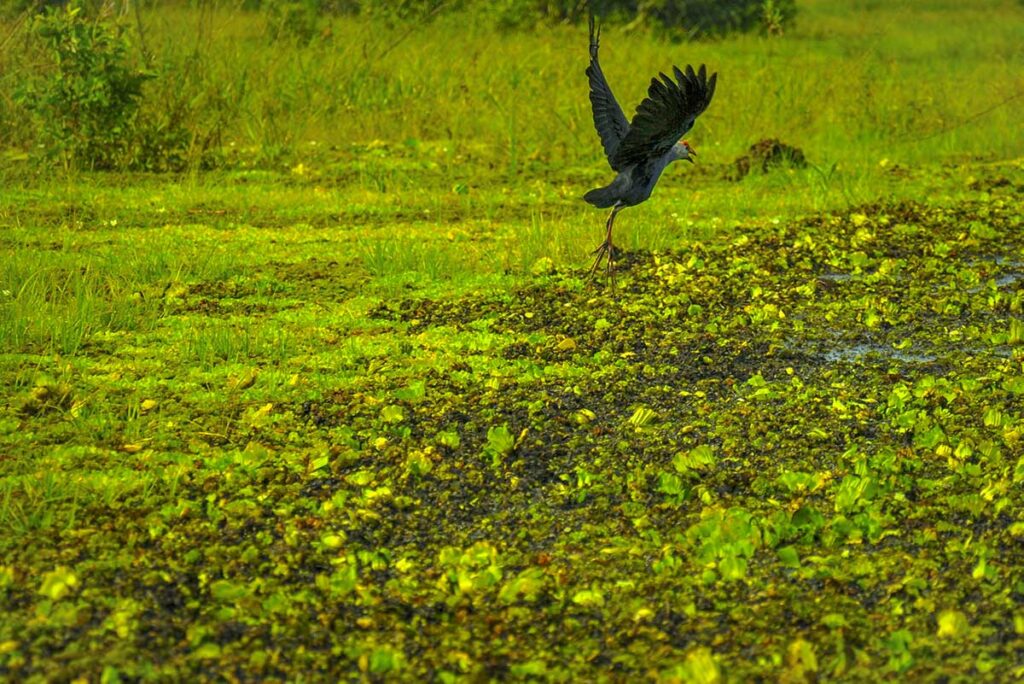 Purple swamphen bird taking flight over wetland vegetation in U Minh Thuong National Park.
