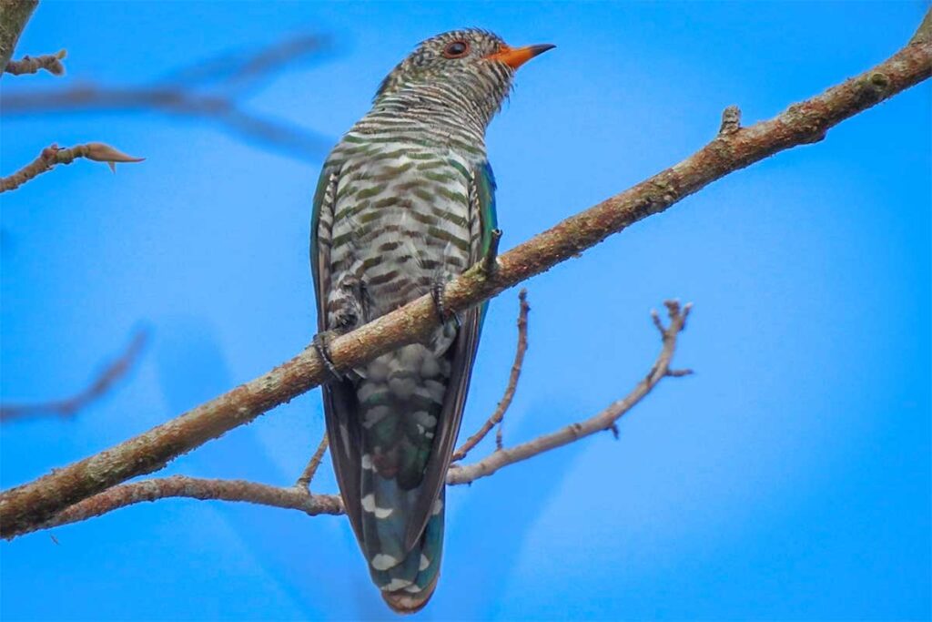 Cuckoo bird on a tree branch against a bright blue sky at U Minh Thuong National Park.