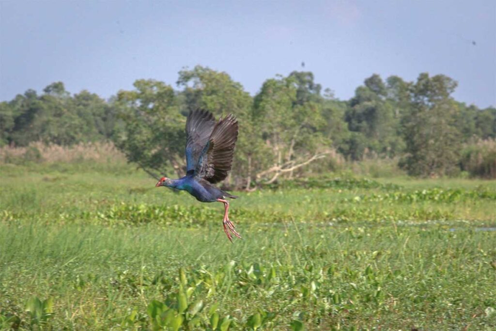 Purple swamphen bird flying low over the wetlands of U Minh Thuong National Park.