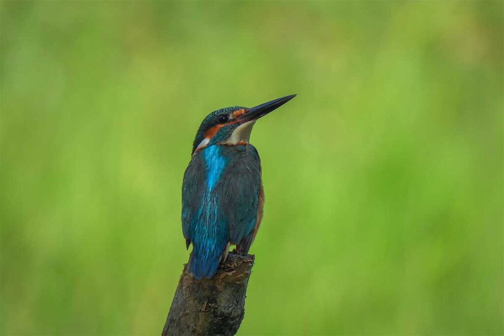 Colorful kingfisher perched on a branch inside U Minh Thuong National Park, Mekong Delta.