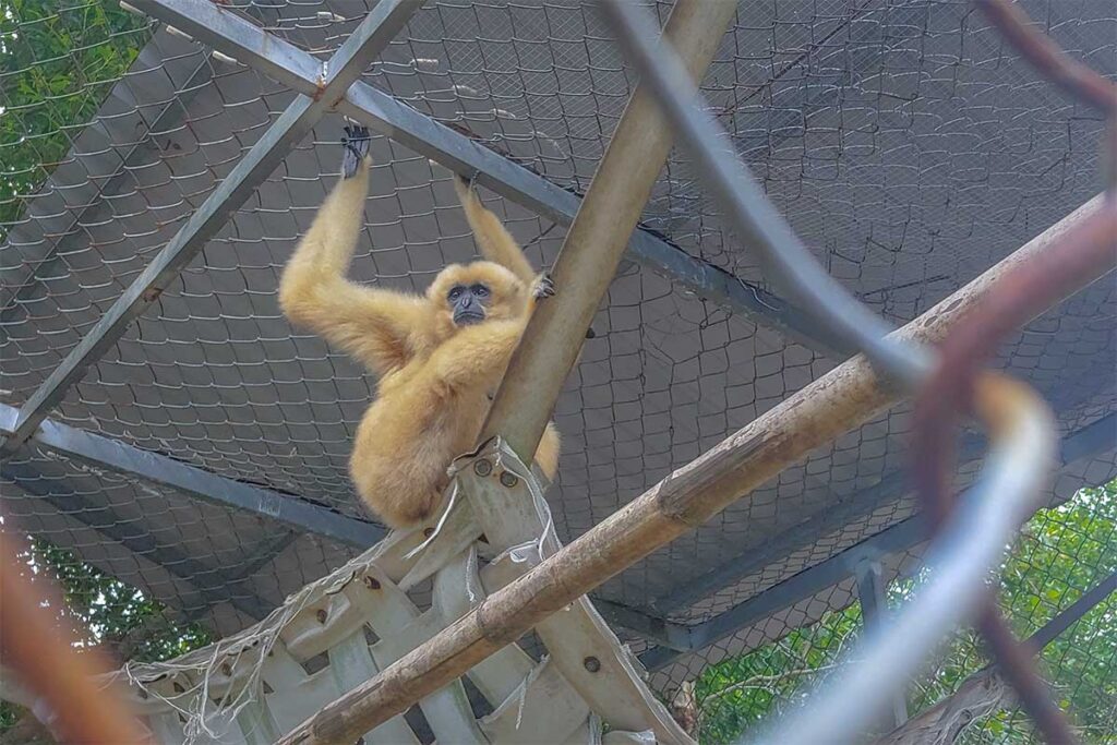 Yellow-cheeked gibbon inside the Wildlife Rescue Center at U Minh Thuong National Park.