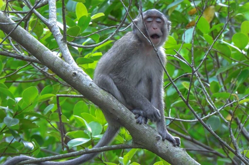 Long-tailed macaque sitting in a tree at U Minh Thuong National Park.