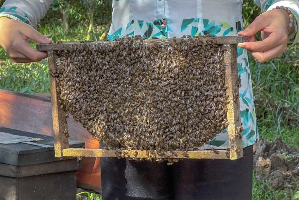 Beekeeper showing a honeycomb frame covered with bees during a honey tea demonstration on Unicorn Island, My Tho.