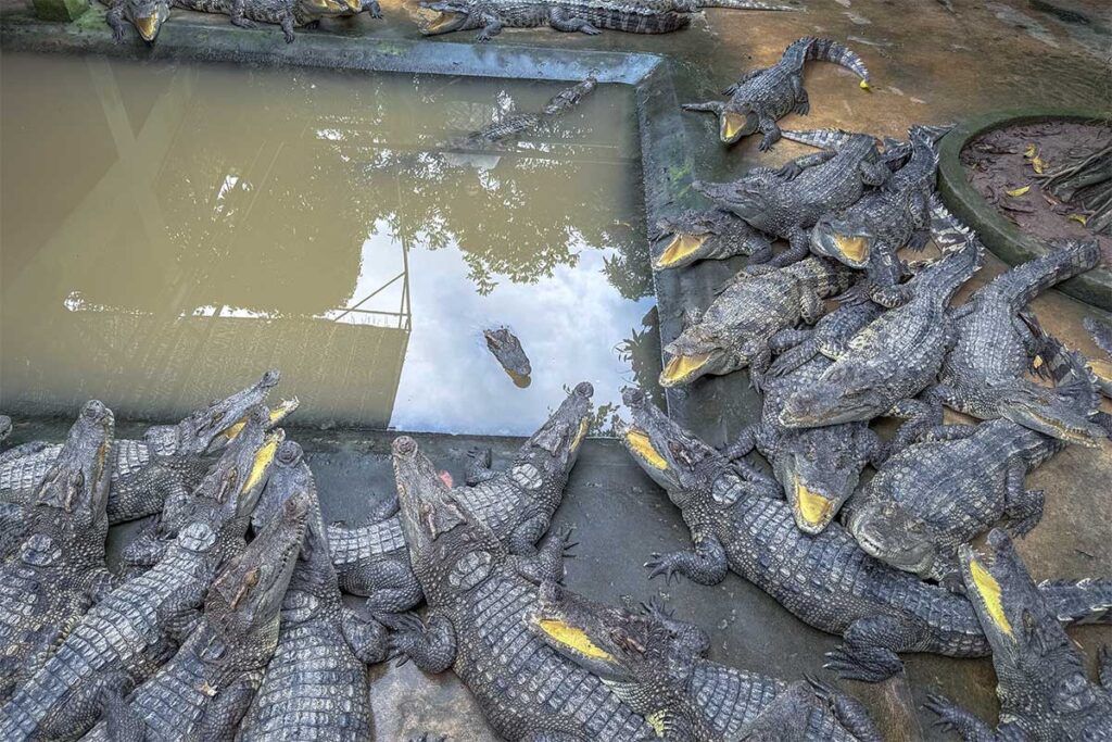 Crocodile enclosure on Unicorn Island (Thoi Son) in the Mekong Delta, a tourist stop that not all visitors find ethical.