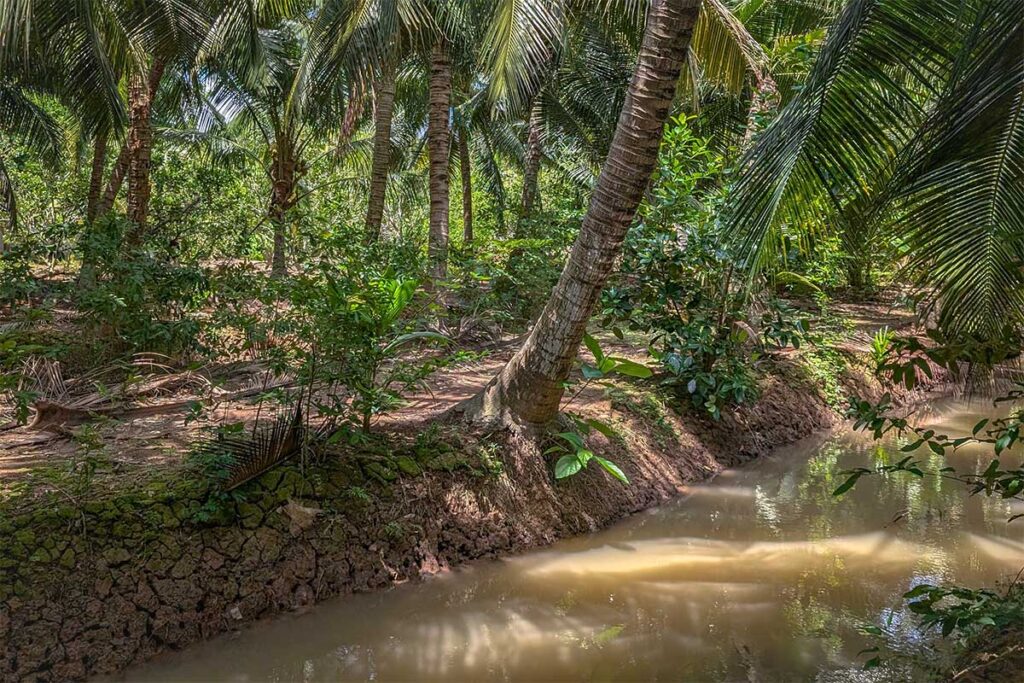 Coconut palms and canals on Unicorn Island (Thoi Son), showing the lush greenery and fertile soil of the Mekong Delta.