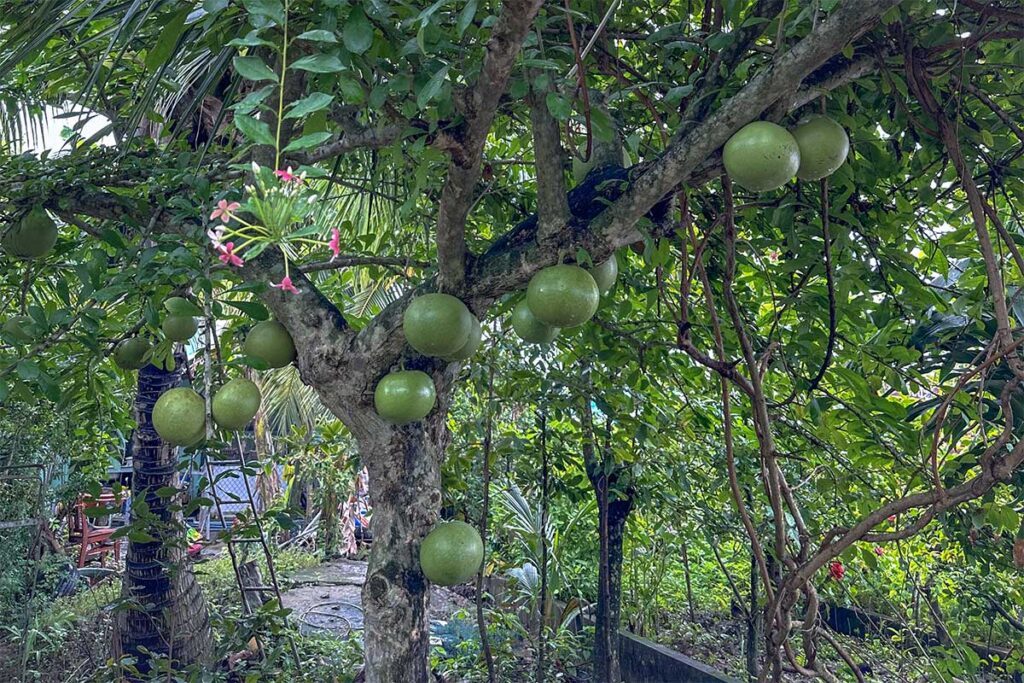 Fruit orchard with pomelo trees growing on Unicorn Island (Thoi Son), part of eco-tourism in the Mekong Delta.