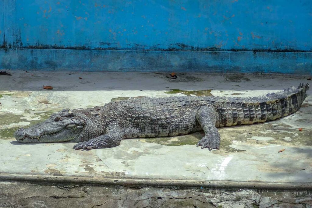 A crocodile laying in a concrete basin at Vinh Sang Tourist Area