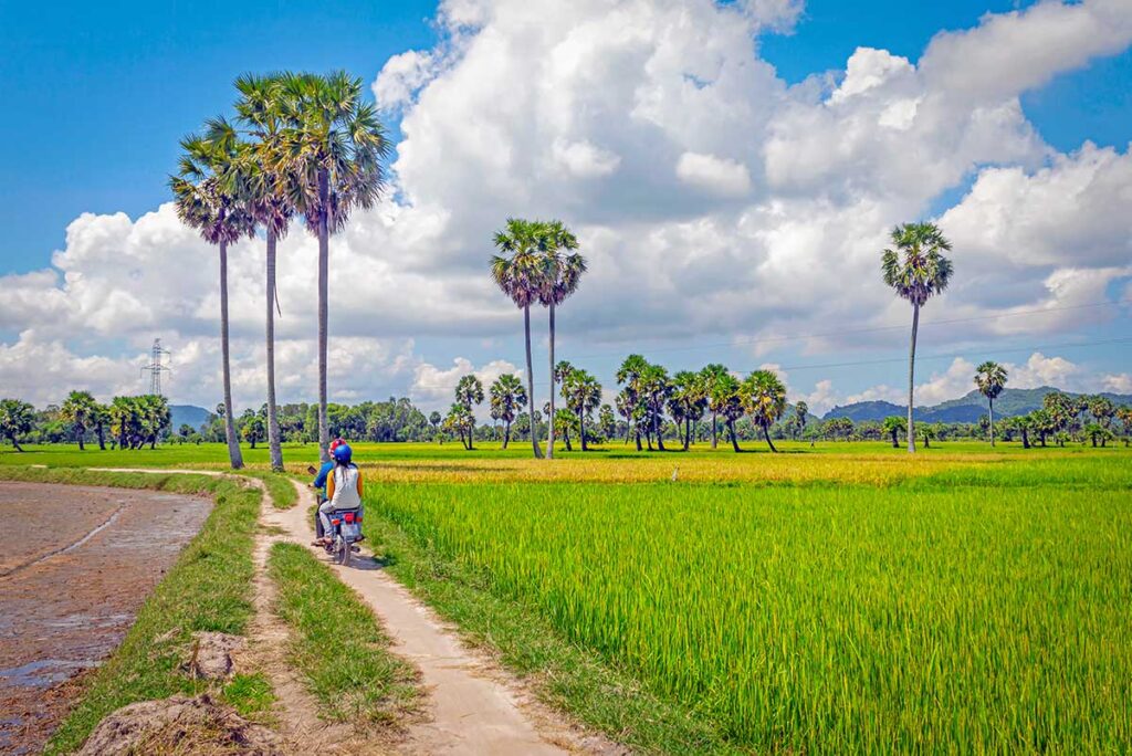 Traveler riding a motorbike through rice fields with sugar palms in An Giang Province near Chau Doc, Mekong Delta.