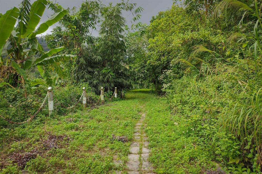 Forest trail on Cam Mountain – Green trekking path surrounded by bamboo and tropical plants on Forbidden Mountain, An Giang.