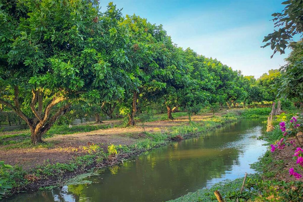 Fruit orchard with canals and flowering bougainvillea on Con Son Islet, Can Tho