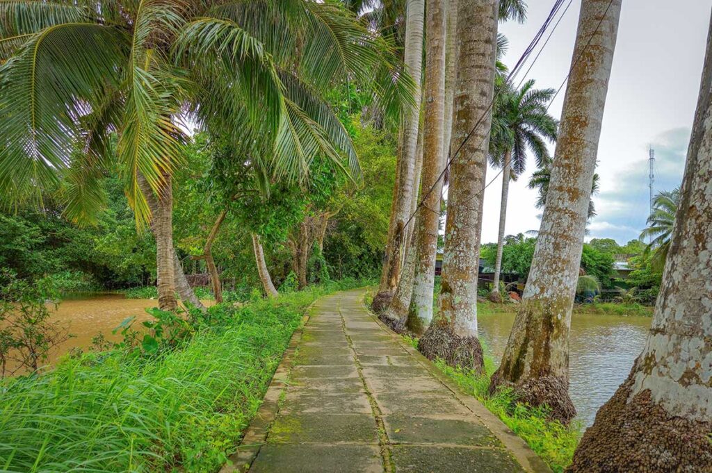 Shaded concrete pathway lined with coconut and palm trees along the canals of Con Son Islet, Can Tho