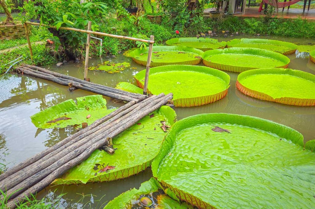 Giant Victoria amazonica water lilies in a pond at Con Son Islet, a popular photo spot in Can Tho