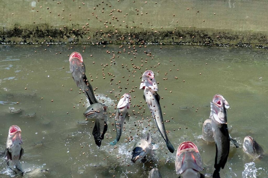 Snakehead fish jumping to grab food pellets at the famous flying fish show on Con Son Islet in the Mekong Delta