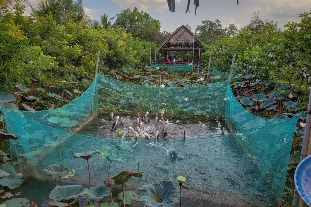 Snakehead fish leaping from the water during the flying fish show on Con Son Islet, Can Tho