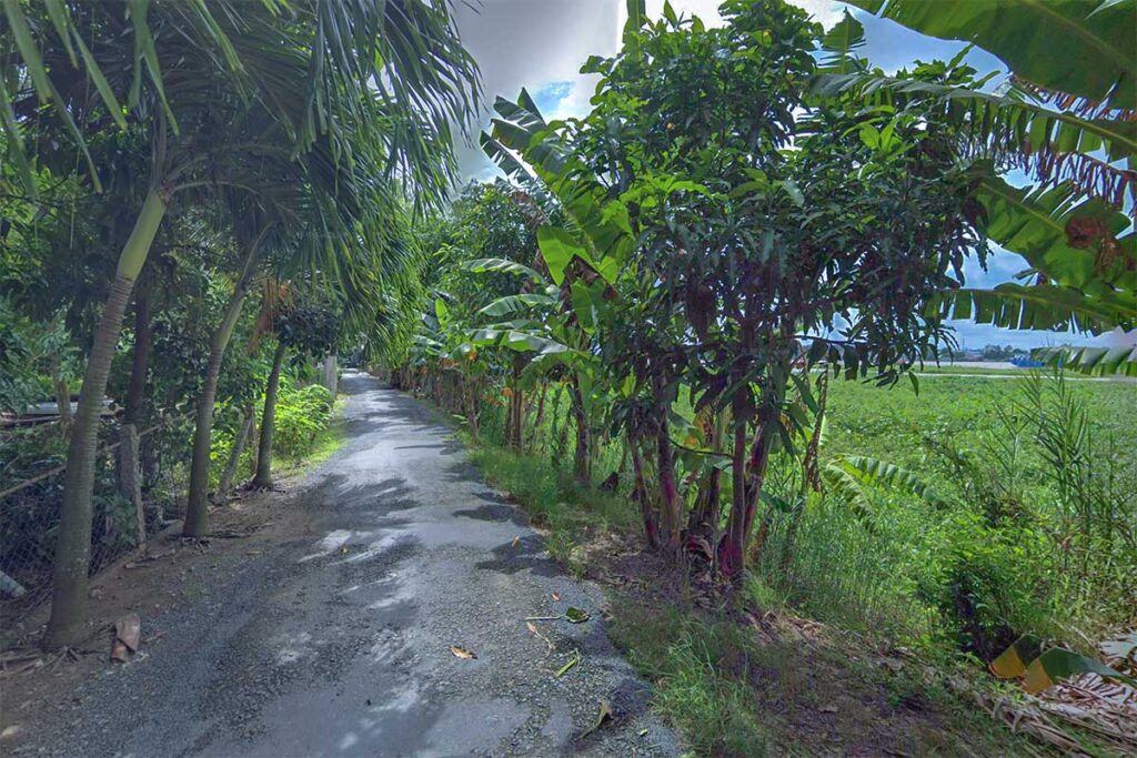 Countryside road on Tiger Island, Long Xuyen – Shaded rural path lined with banana and mango trees on My Hoa Hung (Tiger Island).