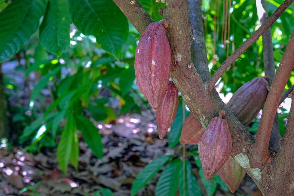 Ripe cacao pods growing on trees at Muoi Cuong Cacao Farm in Can Tho, Vietnam