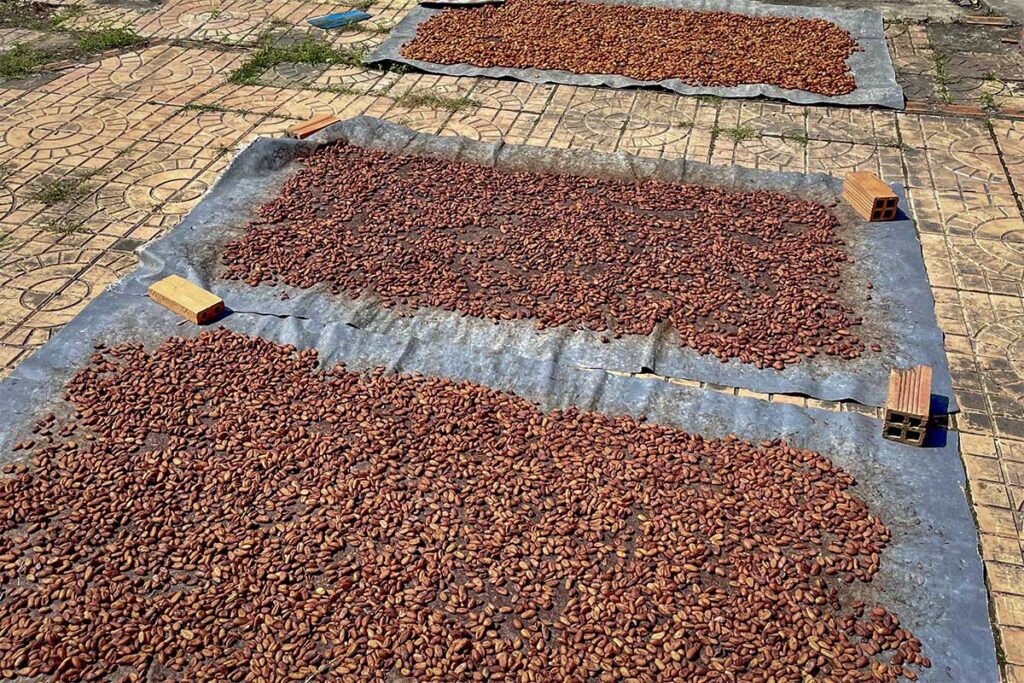 Cacao beans drying in the sun on mats at Muoi Cuong Cacao Farm, Can Tho